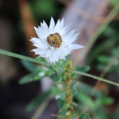 Helichrysum leucopsideum (Satin Everlasting) at Mongarlowe, NSW - 19 Feb 2021 by LisaH