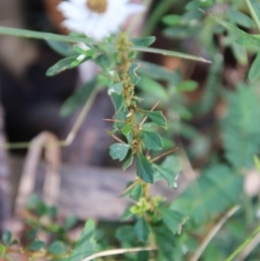 Helichrysum leucopsideum at Mongarlowe, NSW - 19 Feb 2021