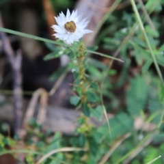 Helichrysum leucopsideum at Mongarlowe, NSW - suppressed