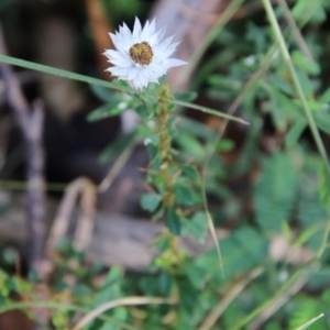 Helichrysum leucopsideum at Mongarlowe, NSW - suppressed