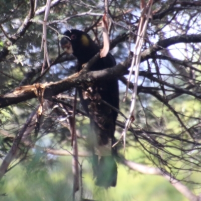 Zanda funerea (Yellow-tailed Black-Cockatoo) at Mongarlowe River - 19 Feb 2021 by LisaH