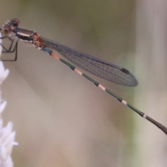 Austrolestes leda (Wandering Ringtail) at Mongarlowe, NSW - 19 Feb 2021 by LisaH