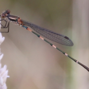 Austrolestes leda at Mongarlowe, NSW - suppressed