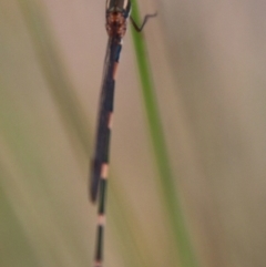 Austrolestes leda at Mongarlowe, NSW - suppressed