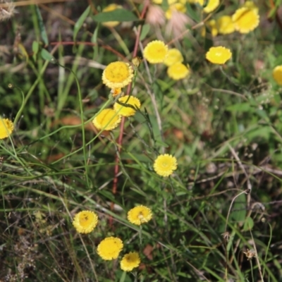 Coronidium gunnianum (Gunn's Everlasting) at Mongarlowe, NSW - 19 Feb 2021 by LisaH