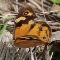 Heteronympha merope (Common Brown Butterfly) at Mongarlowe, NSW - 19 Feb 2021 by LisaH