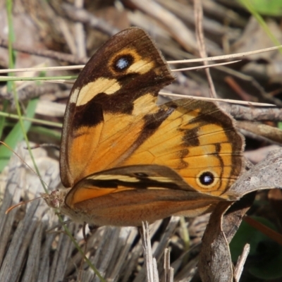 Heteronympha merope (Common Brown Butterfly) at Mongarlowe River - 19 Feb 2021 by LisaH
