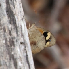 Heteronympha merope at Mongarlowe, NSW - suppressed