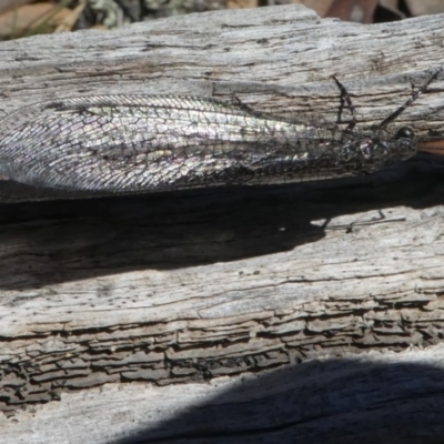 Unidentified Antlion (Myrmeleontidae) at Forde, ACT - 14 Feb 2021 by HarveyPerkins