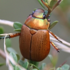 Anoplognathus sp. (genus) (Unidentified Christmas beetle) at Mongarlowe, NSW - 19 Feb 2021 by LisaH