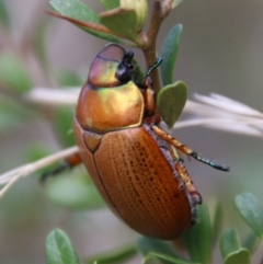 Anoplognathus sp. (genus) at Mongarlowe, NSW - 19 Feb 2021