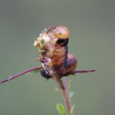 Lepidoptera unclassified IMMATURE (caterpillar or pupa or cocoon) at Mongarlowe, NSW - 19 Feb 2021 by LisaH