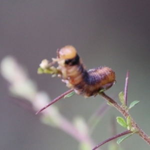 Lepidoptera unclassified IMMATURE at Mongarlowe, NSW - 19 Feb 2021