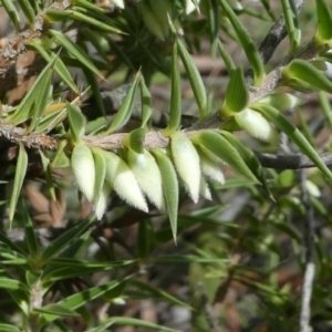 Melichrus urceolatus at Forde, ACT - 14 Feb 2021