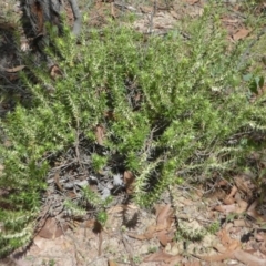 Melichrus urceolatus at Forde, ACT - 14 Feb 2021 01:57 PM