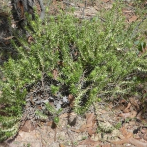 Melichrus urceolatus at Forde, ACT - 14 Feb 2021 01:57 PM