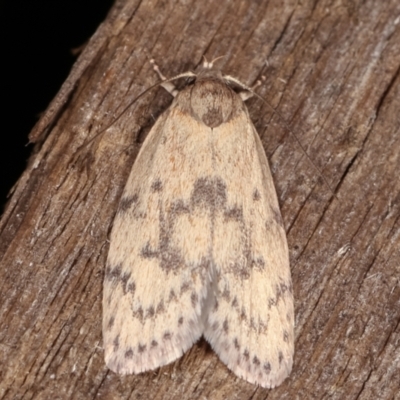 Heliocausta undescribed species (A Concealer moth (Wingia group)) at Melba, ACT - 18 Feb 2021 by kasiaaus