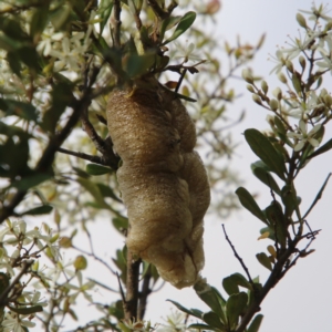 Mantidae - egg case (family) at Mongarlowe, NSW - suppressed