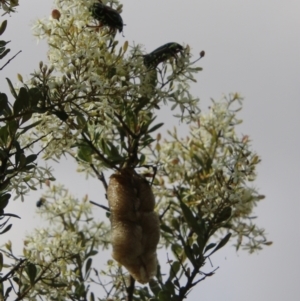 Mantidae - egg case (family) at Mongarlowe, NSW - suppressed