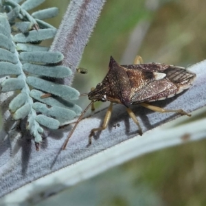 Oechalia schellenbergii at Forde, ACT - 14 Feb 2021