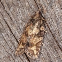 Thrincophora impletana (a Tortrix moth) at Melba, ACT - 18 Feb 2021 by kasiaaus