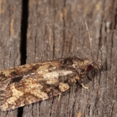 Thrincophora impletana at Melba, ACT - 18 Feb 2021 09:38 PM