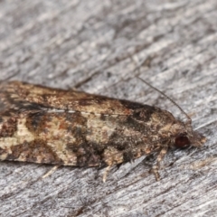 Thrincophora impletana at Melba, ACT - 18 Feb 2021