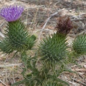 Cirsium vulgare at Forde, ACT - 14 Feb 2021