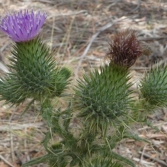 Cirsium vulgare (Spear Thistle) at Forde, ACT - 14 Feb 2021 by HarveyPerkins