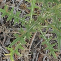 Cirsium vulgare at Forde, ACT - 14 Feb 2021