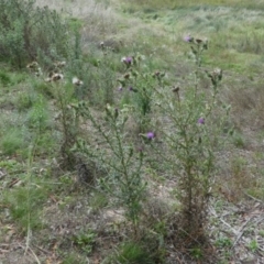 Cirsium vulgare at Forde, ACT - 14 Feb 2021