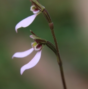 Eriochilus cucullatus at Mongarlowe, NSW - 19 Feb 2021