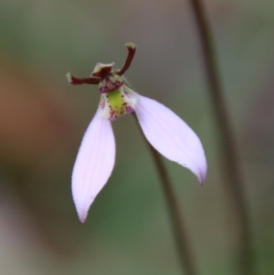 Eriochilus cucullatus at Mongarlowe, NSW - 19 Feb 2021