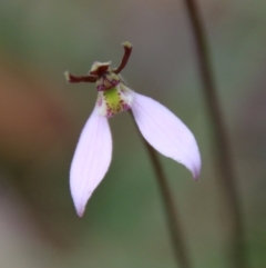 Eriochilus cucullatus at Mongarlowe, NSW - 19 Feb 2021