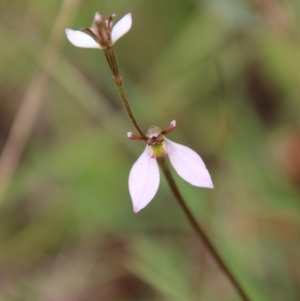 Eriochilus cucullatus at Mongarlowe, NSW - 19 Feb 2021