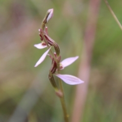 Eriochilus cucullatus at Mongarlowe, NSW - 19 Feb 2021