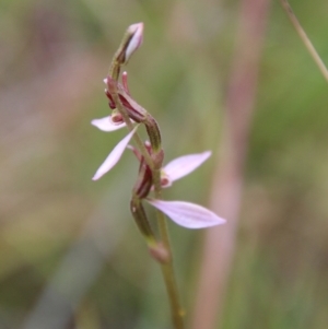 Eriochilus cucullatus at Mongarlowe, NSW - 19 Feb 2021