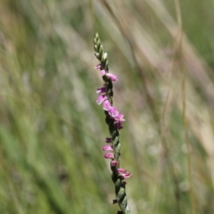 Spiranthes australis at Forde, ACT - 17 Jan 2021