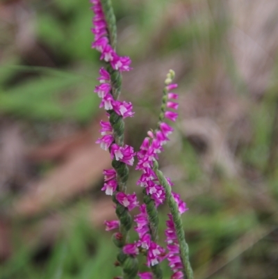 Spiranthes australis (Austral Ladies Tresses) at Mongarlowe River - 19 Feb 2021 by LisaH