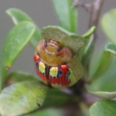 Paropsisterna nobilitata (Leaf beetle, Button beetle) at Mongarlowe River - 19 Feb 2021 by LisaH