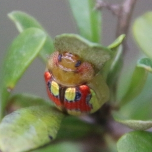 Paropsisterna nobilitata at Mongarlowe, NSW - 19 Feb 2021