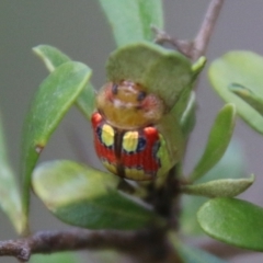 Paropsisterna nobilitata at Mongarlowe, NSW - 19 Feb 2021