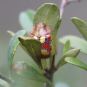 Paropsisterna nobilitata at Mongarlowe, NSW - 19 Feb 2021