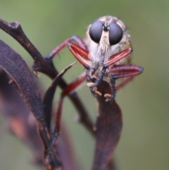 Zosteria sp. (genus) (Common brown robber fly) at QPRC LGA - 19 Feb 2021 by LisaH