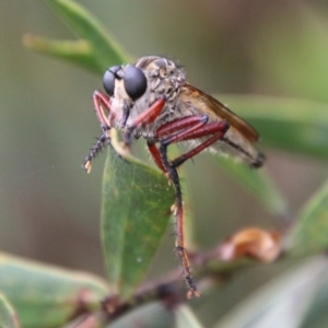 Zosteria sp. (genus) at Mongarlowe, NSW - suppressed