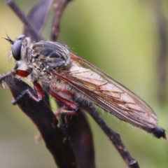 Zosteria sp. (genus) at Mongarlowe, NSW - 19 Feb 2021