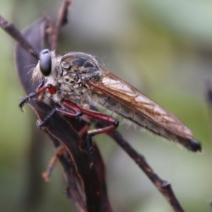 Zosteria sp. (genus) at Mongarlowe, NSW - 19 Feb 2021