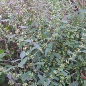 Rumex conglomeratus at Stromlo, ACT - 20 Jan 2021