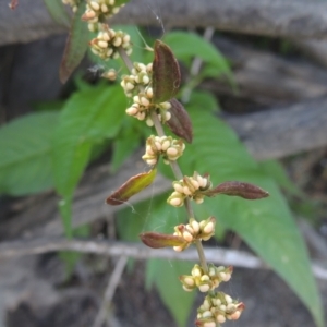 Rumex conglomeratus at Stromlo, ACT - 20 Jan 2021