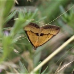 Anachloris subochraria (Golden Grass Carpet) at Forde, ACT - 19 Dec 2020 by HarveyPerkins